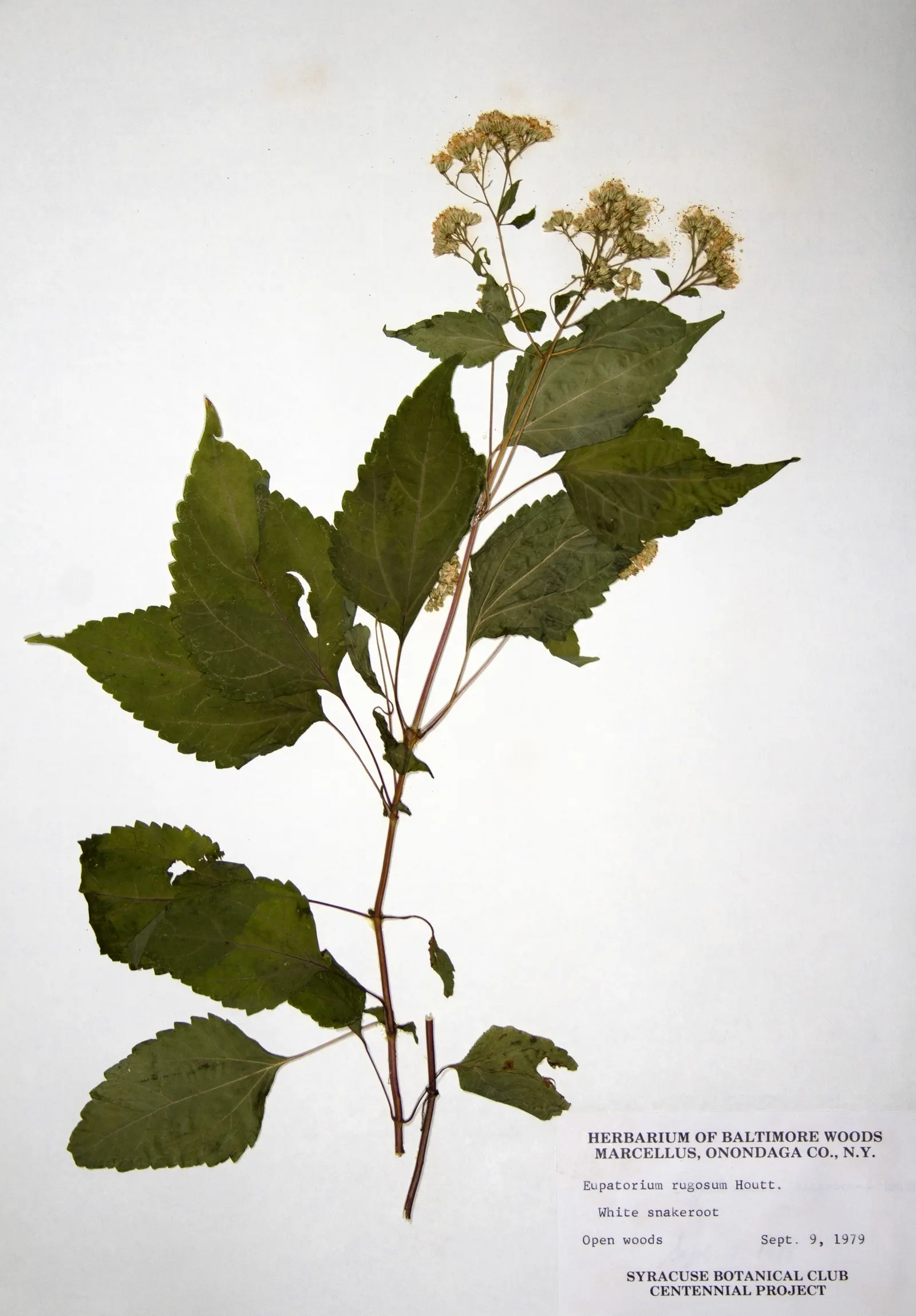 White Snakeroot (Ageratina Altissima) — well-draining soils but demonstrates adaptability to a range of soil types; as all parts of Ageratina altissima contain