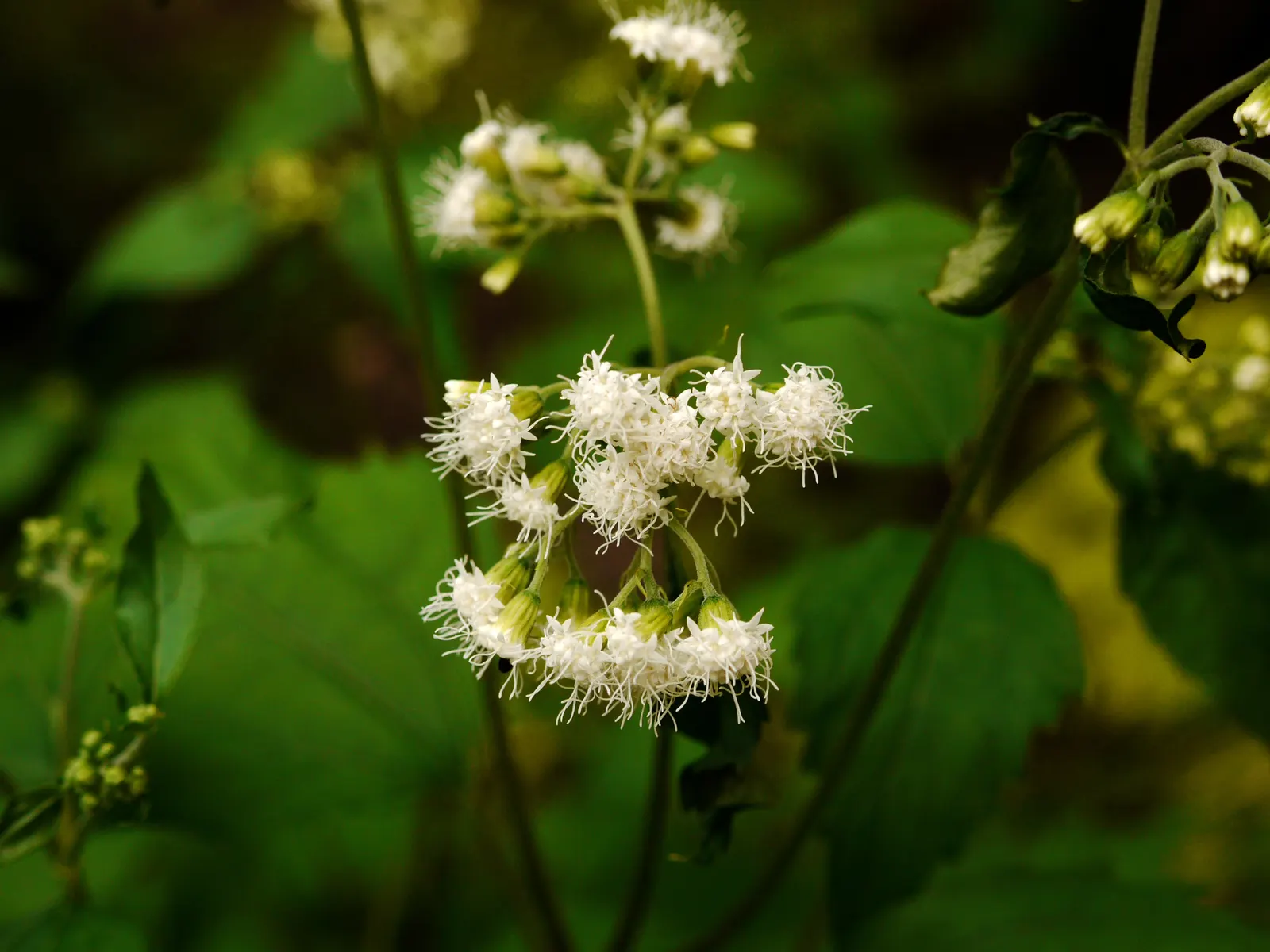 White Snakeroot (Ageratina Altissima) — growing to a height of about 3 to 5 feet with a similar spread; white Snakeroot (Ageratina altissima) is a, image 76
