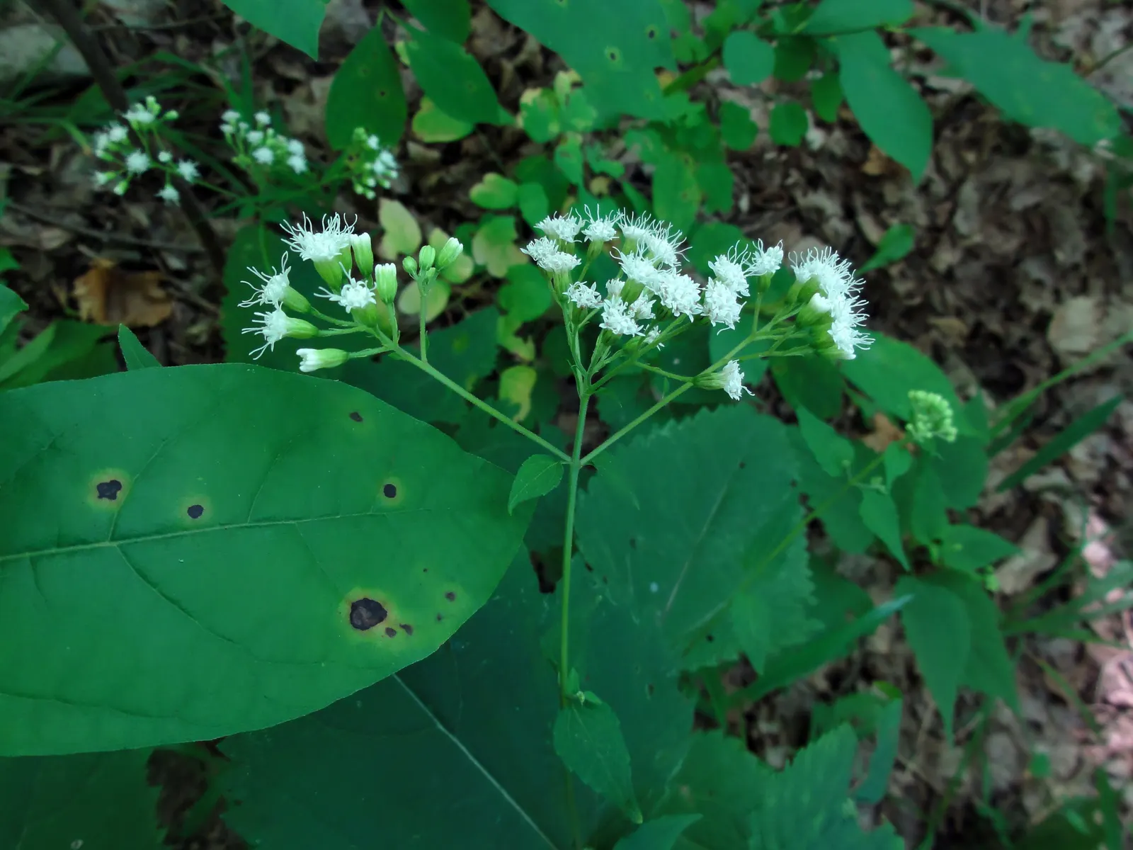 White Snakeroot (Ageratina Altissima) — this North American native is excellent for adding texture to shaded garden areas; renowned for its, image 48