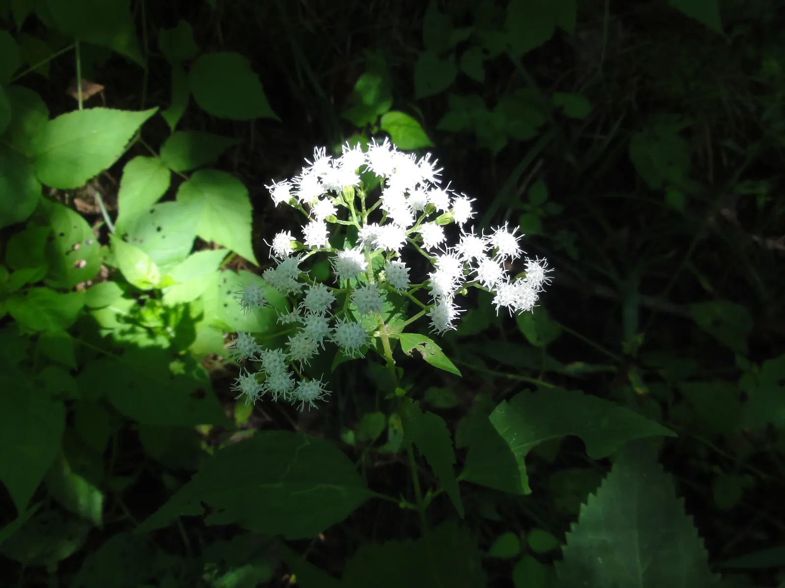 White Snakeroot (Ageratina Altissima) — making it an excellent understorey component or a component for areas with dappled sunlight; is a perennial, image 77