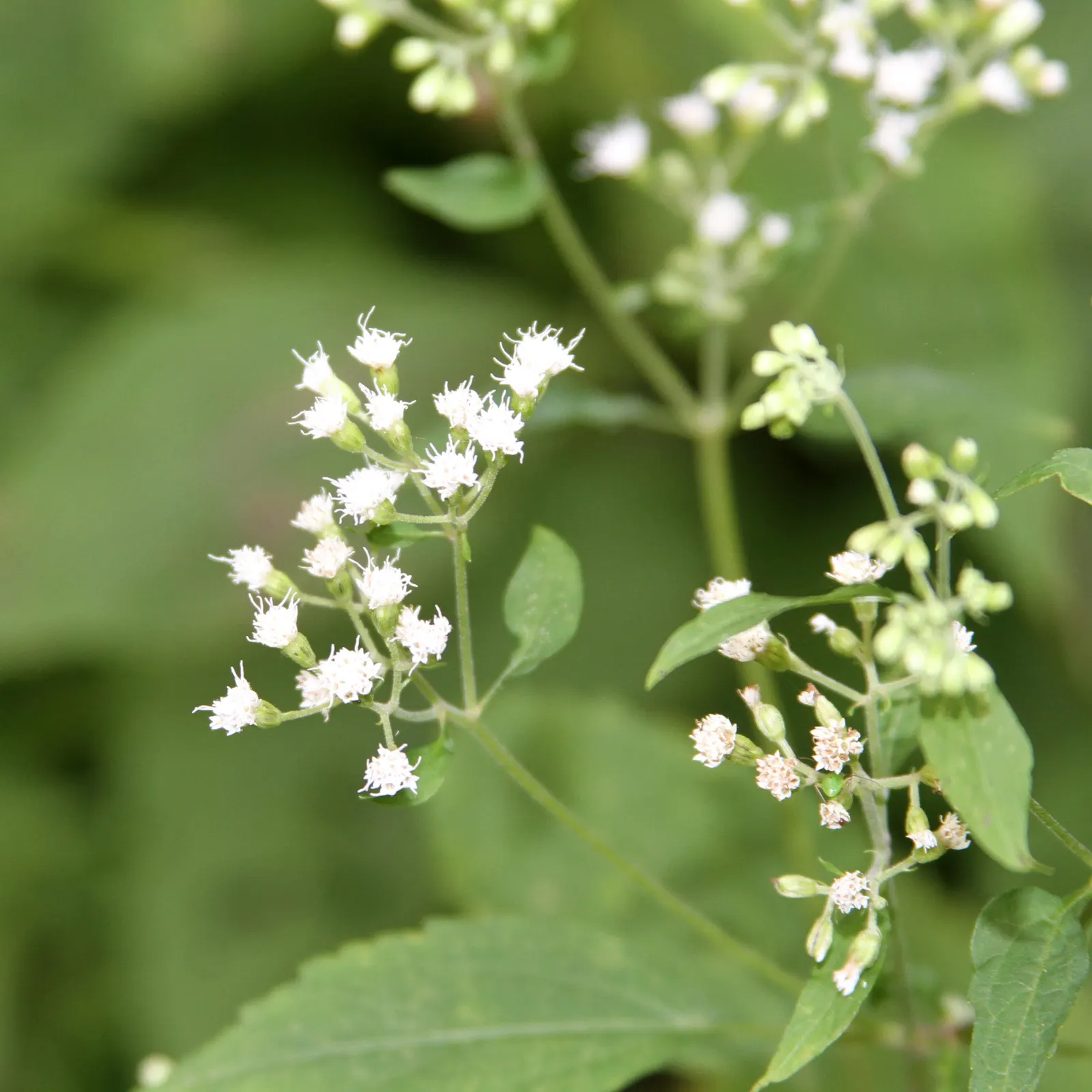 White Snakeroot (Ageratina Altissima) — well-draining soils but demonstrates adaptability to a range of soil types; as all parts of Ageratina, image 100