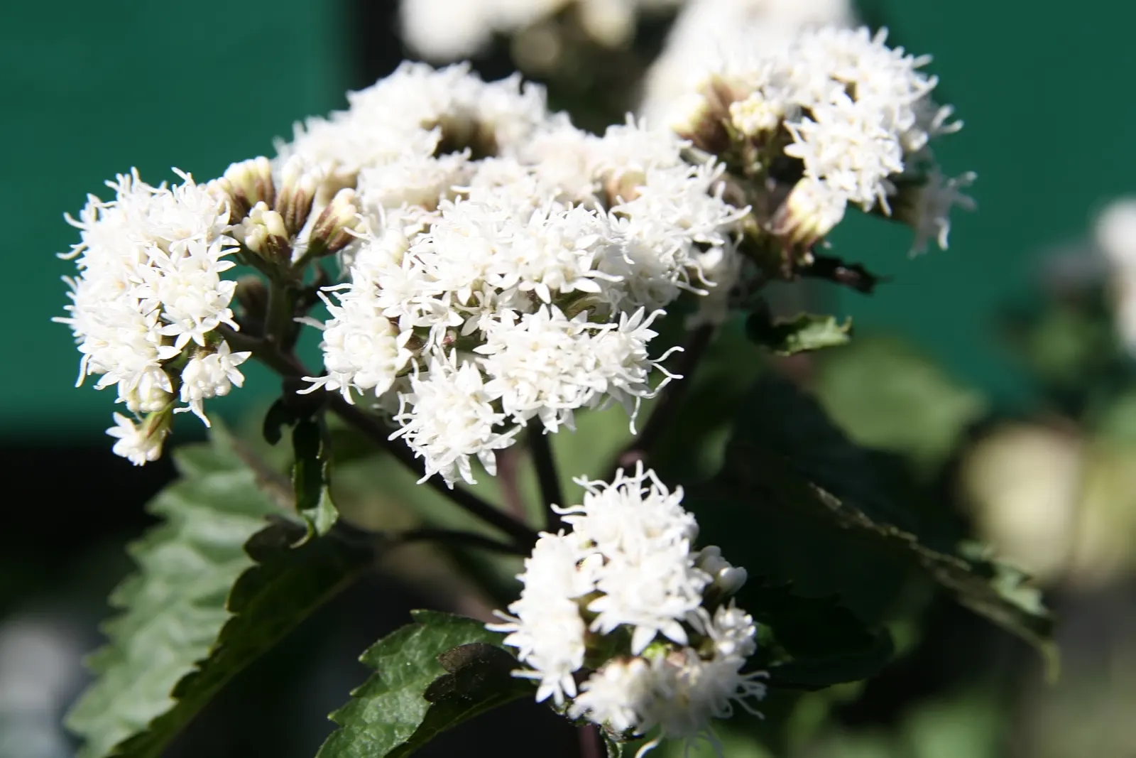 White Snakeroot (Ageratina Altissima) — well-draining soils but demonstrates adaptability to a range of soil types; as all parts of Ageratina, image 78