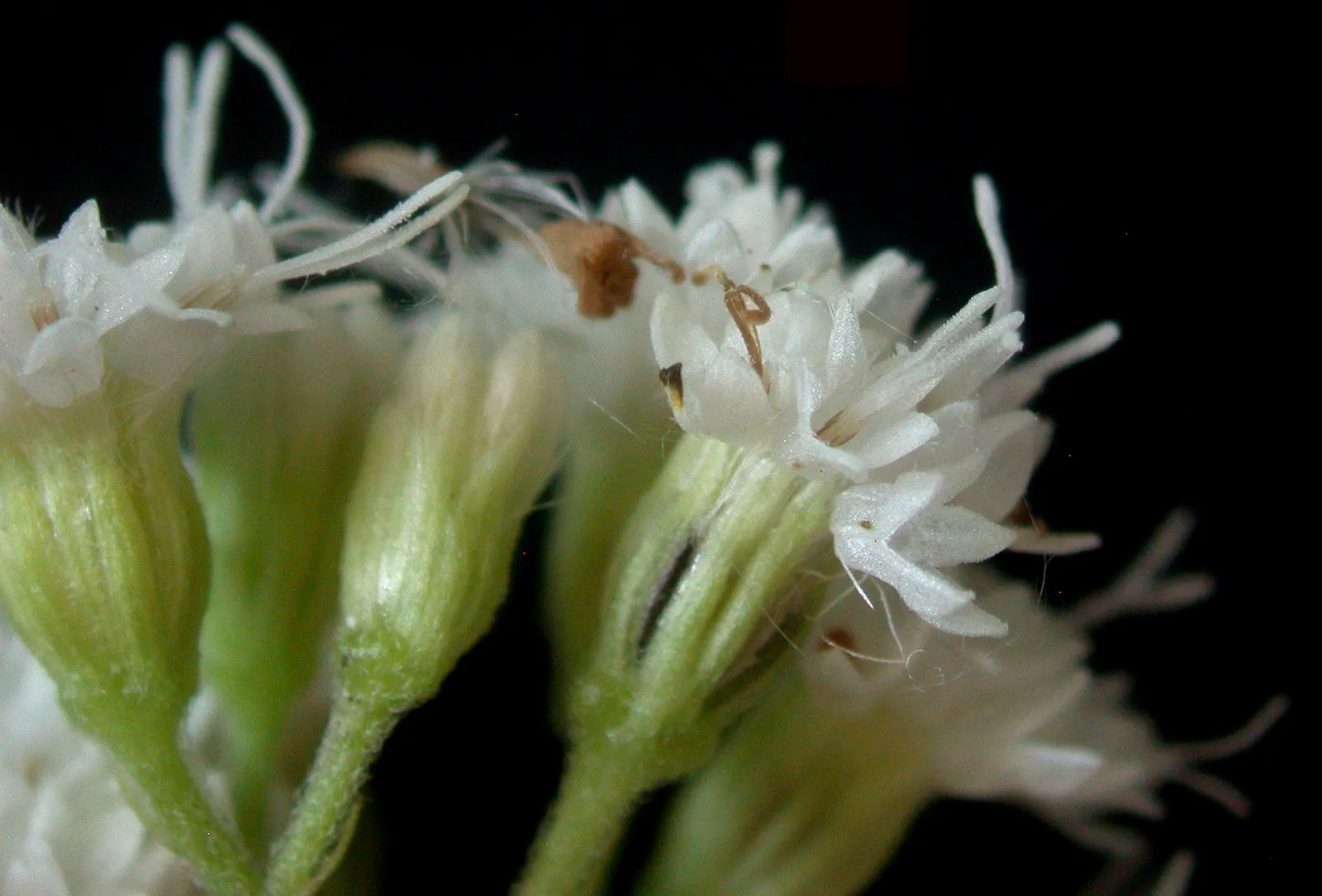 White Snakeroot (Ageratina Altissima) — Each flower head is relatively tiny; perennial for half, image 57