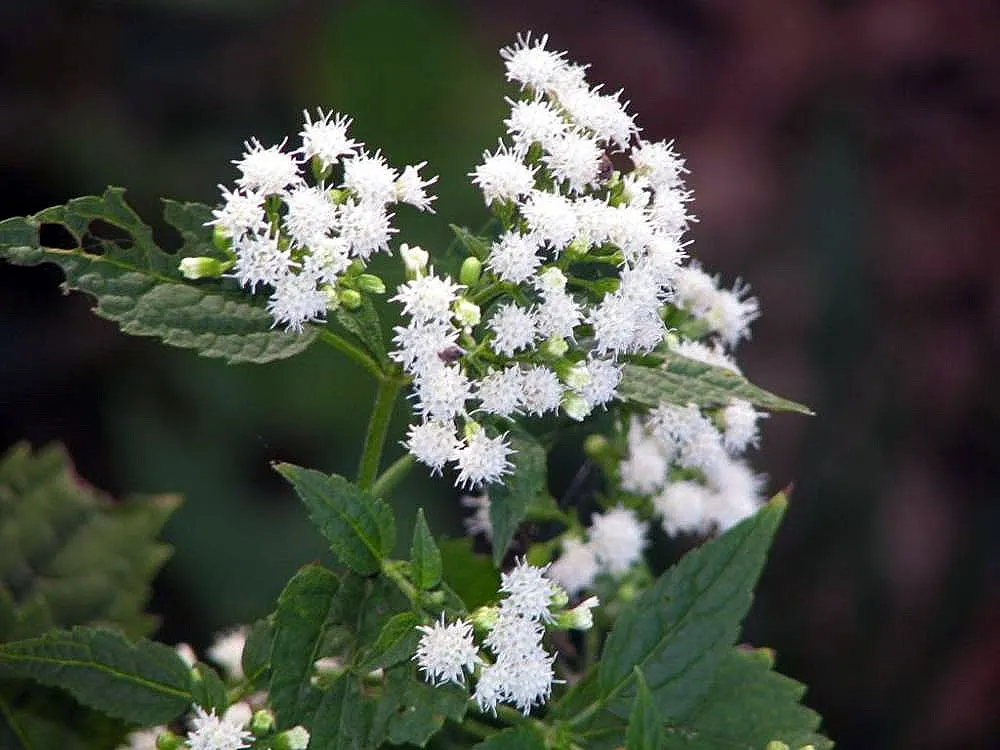 White Snakeroot (Ageratina Altissima) — reaching 3-5 feet in height; making it an excellent understorey component or a component for areas with, image 68