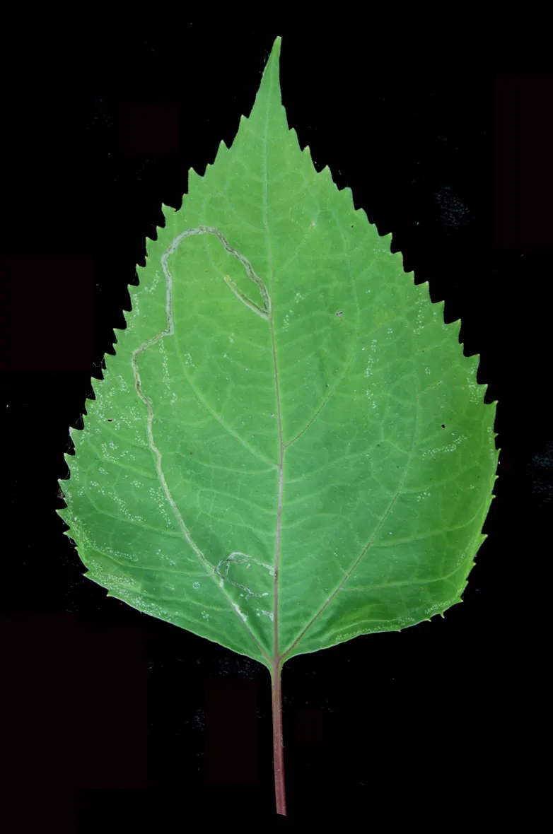 White Snakeroot (Ageratina Altissima) — they create a dramatic effect.<br><br>Care should be taken; commonly referred to as White Snakeroot, image 80