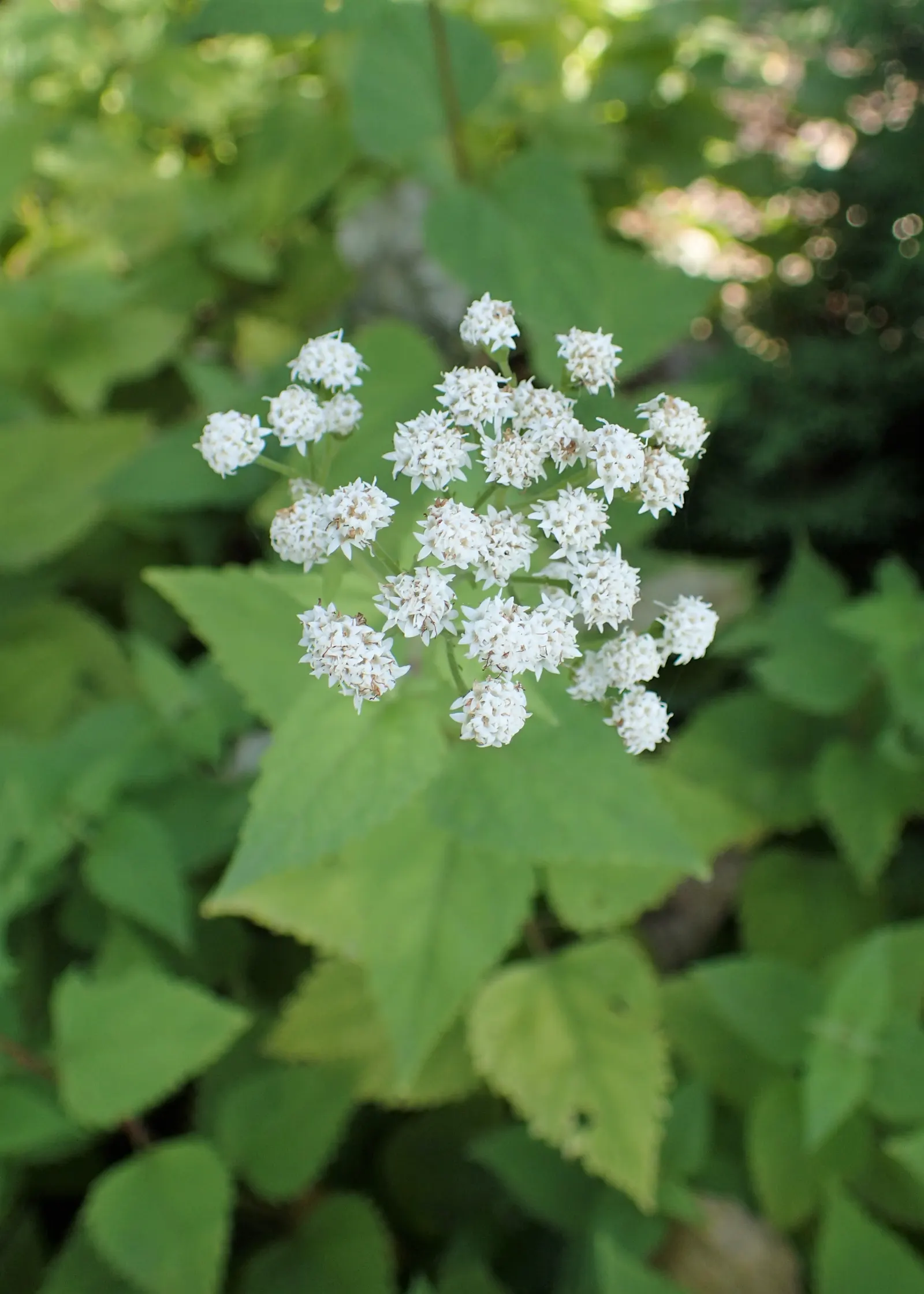 White Snakeroot (Ageratina Altissima) — this North American native is excellent for adding texture to shaded garden areas; renowned for its, image 92