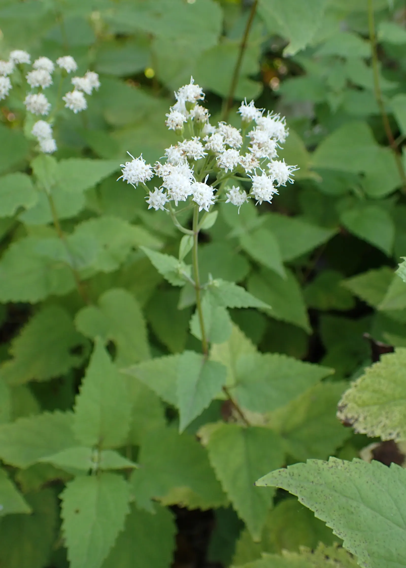 White Snakeroot (Ageratina Altissima) — this North American native is excellent for adding texture to shaded garden areas; renowned for its, image 70