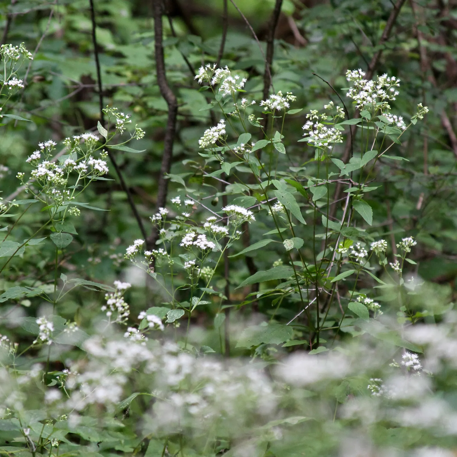White Snakeroot (Ageratina Altissima) — reaching 3-5 feet in height