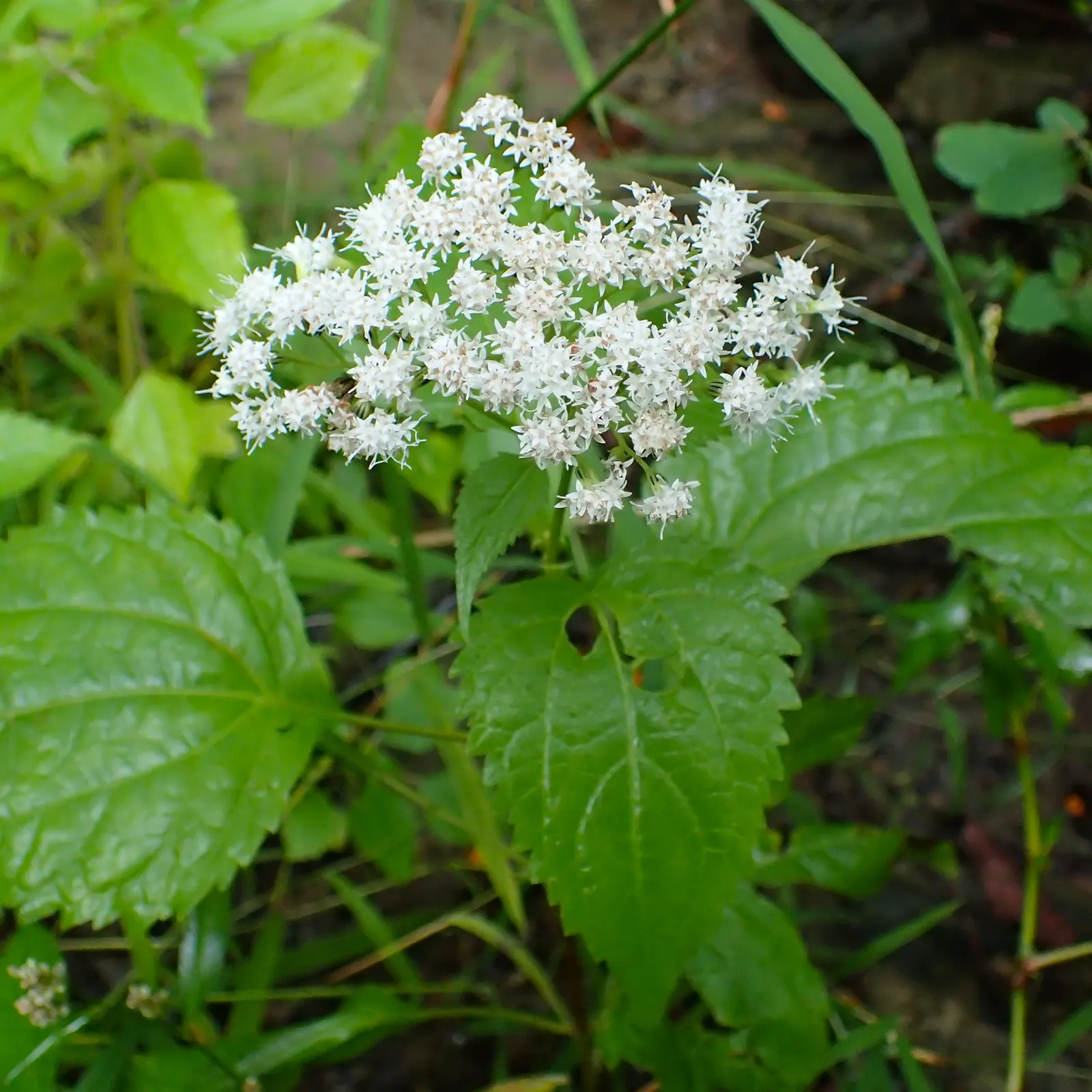 White Snakeroot (Ageratina Altissima) — Space plants approximately 18-24 inches apart for a lush display; informing the client of the potential, image 72
