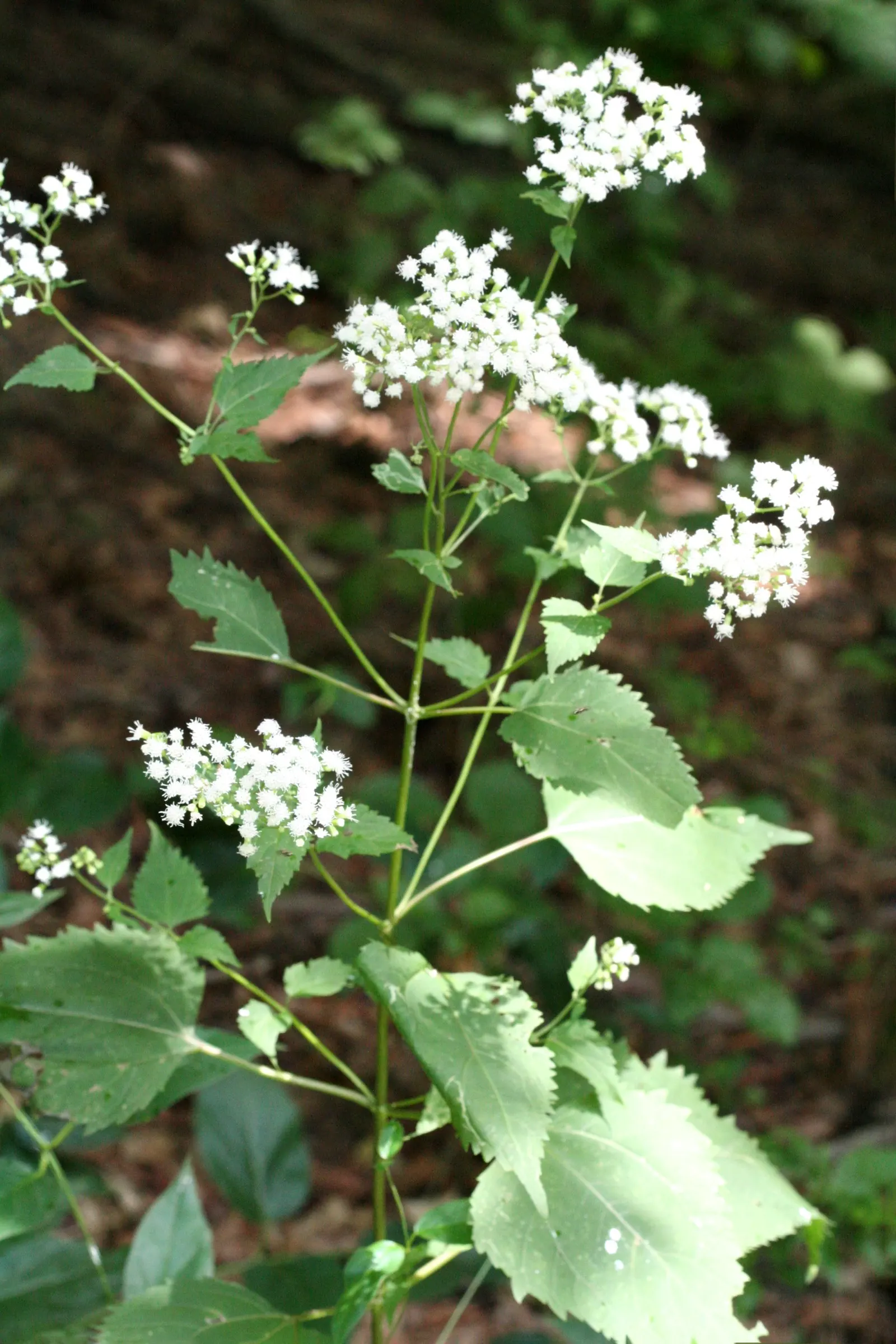 White Snakeroot (Ageratina Altissima) — commonly referred to as White Snakeroot; reaching 3-5 feet in height, image 95