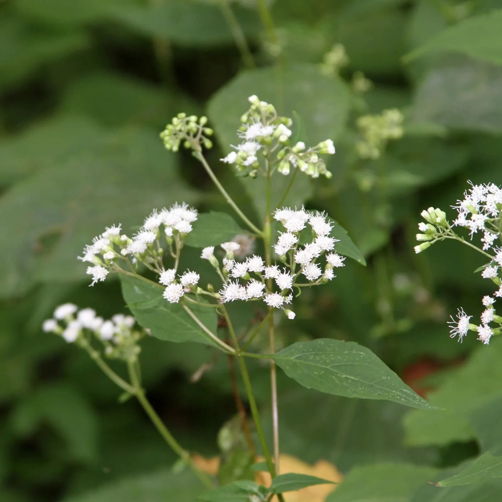 White Snakeroot (Ageratina Altissima) — Despite its beauty, it is hazardous to livestock and can indirectly affect humans through dairy products, image 104