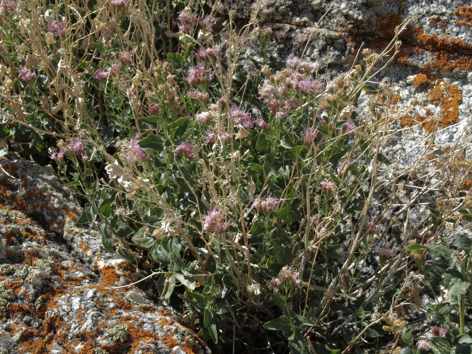 White Snakeroot (Ageratina Altissima) — as all parts of Ageratina altissima contain tremetol; they create a dramatic effect.<br><br>Care should be, image 103