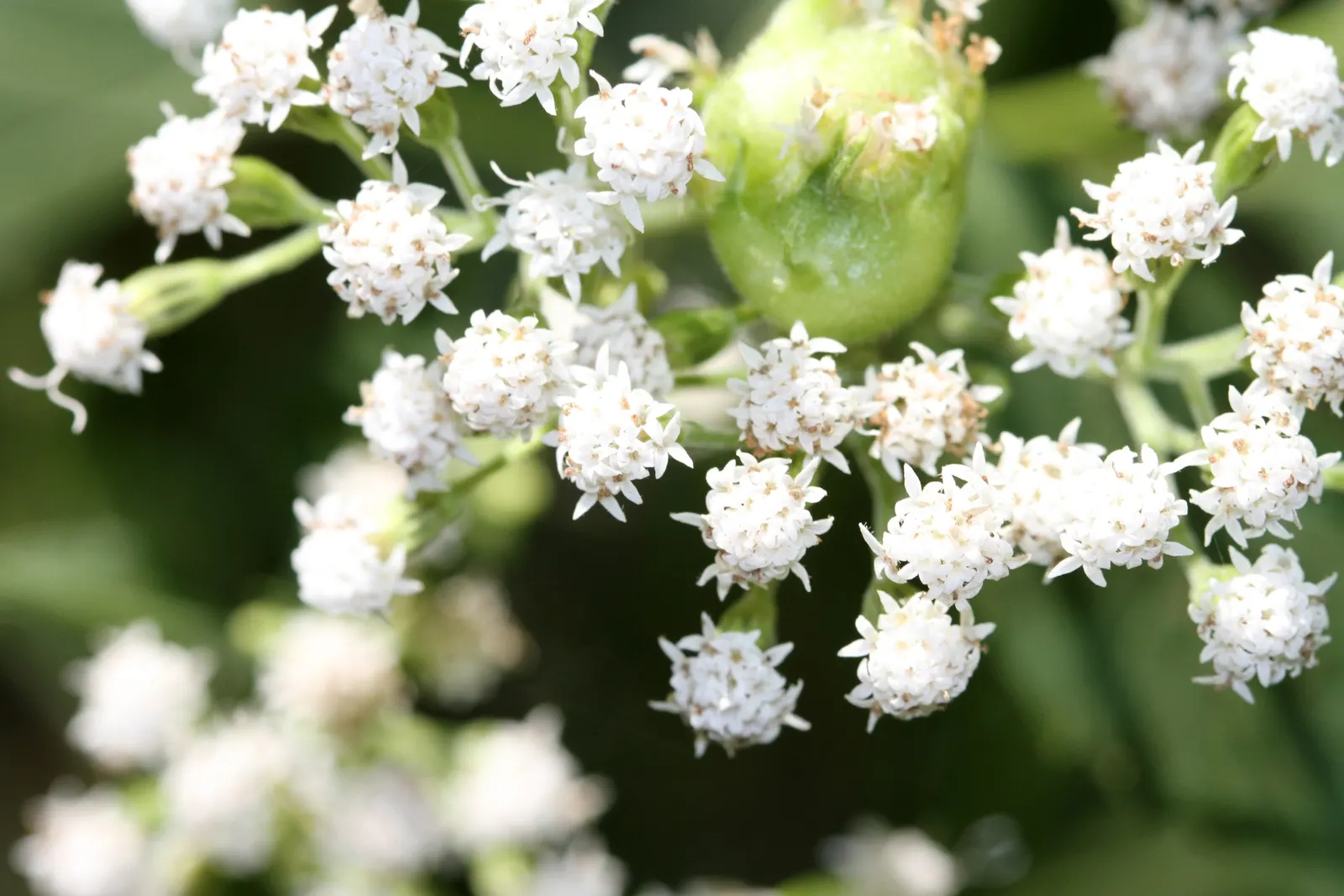 White Snakeroot (Ageratina Altissima) — is a perennial herb that adds a touch of delicate charm to any tempered landscape