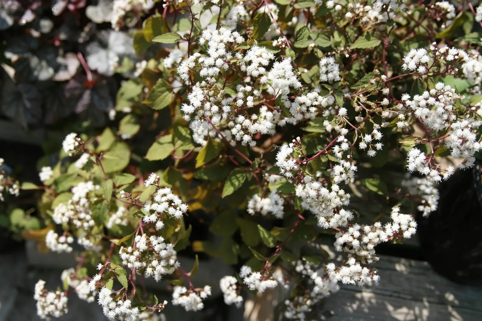 White Snakeroot (Ageratina Altissima) — it's a hardy choice that attracts pollinators while being wary around pets due to toxicity; growing to a, image 93