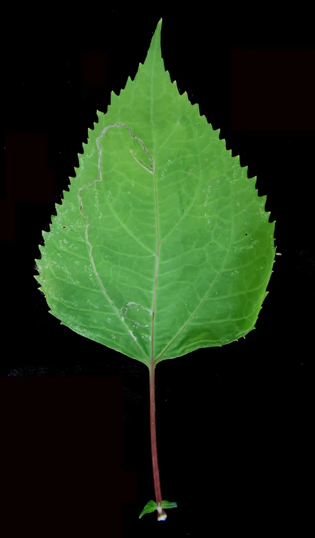 White Snakeroot (Ageratina Altissima) — perennial for half; also, being a native species, it aids in fostering local biodiversity, image 66