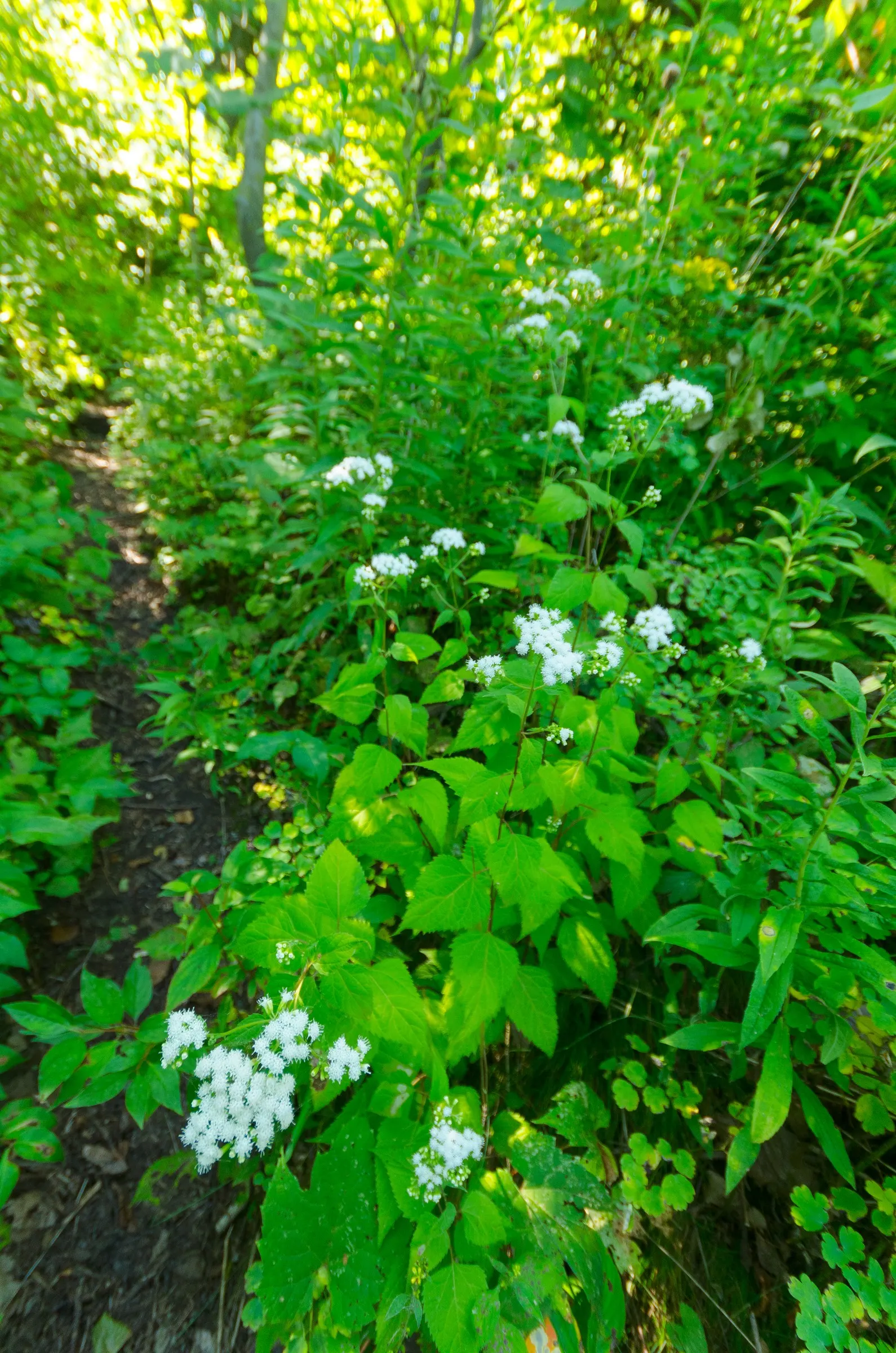 White Snakeroot (Ageratina Altissima) — This North American native plant typically flourishes in hardiness zones 4 through 8