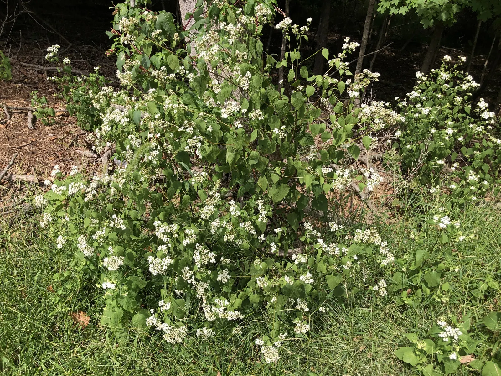 White Snakeroot (Ageratina Altissima) — Despite its beauty, it is hazardous to livestock and can indirectly affect humans through dairy products, image 82