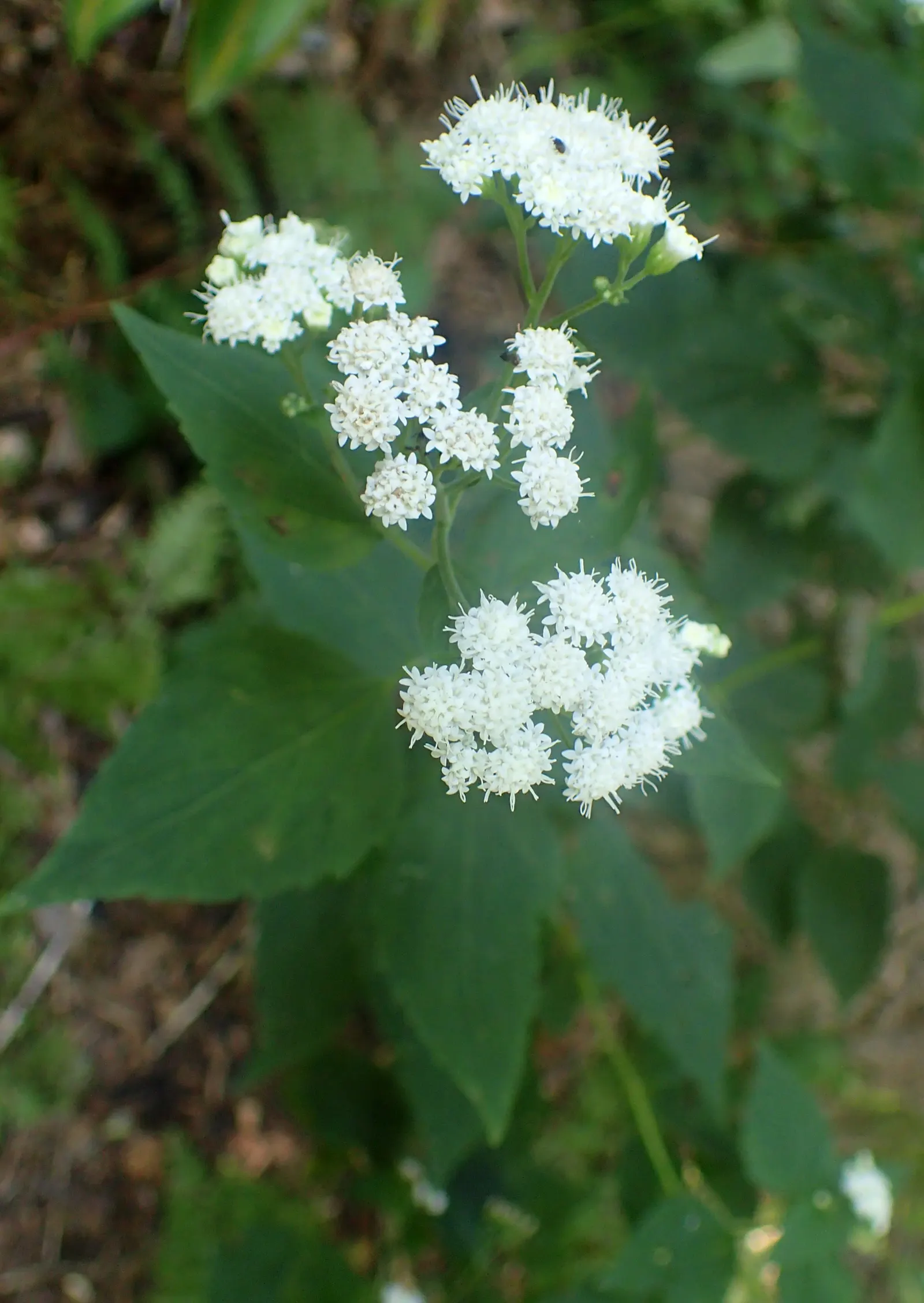 White Snakeroot (Ageratina Altissima) — White Snakeroot (Ageratina altissima) is a perennial herb that thrives in partial shade; this North, image 89