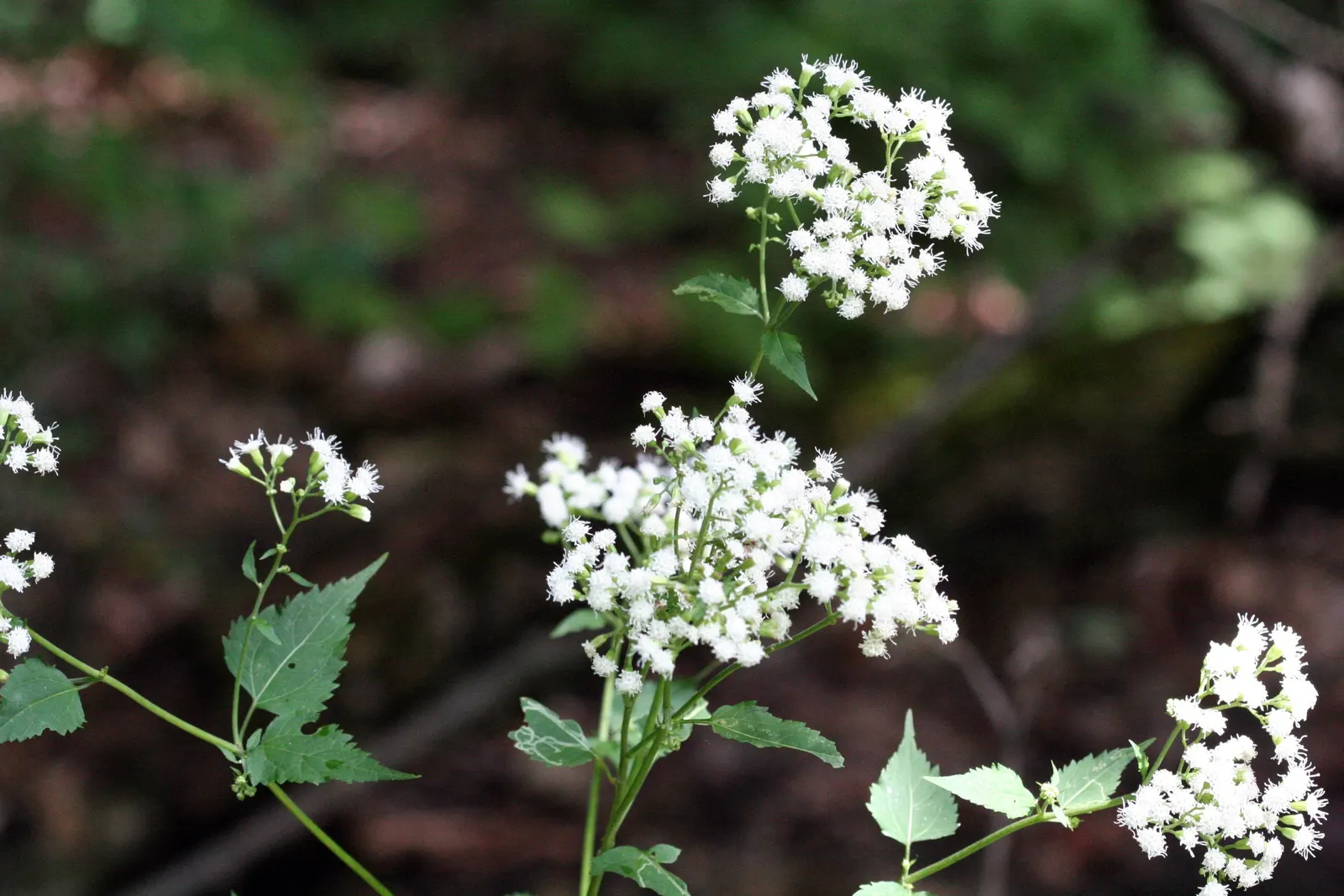 White Snakeroot (Ageratina Altissima) — Also, being a native species, it aids in fostering local biodiversity; white flowers in the garden, image 85