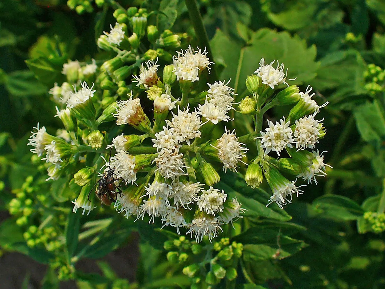 White Snakeroot (Ageratina Altissima) — this North American native is excellent for adding texture to shaded garden areas