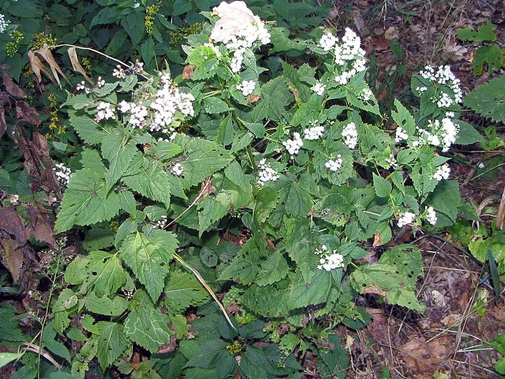 White Snakeroot (Ageratina Altissima) — Despite its beauty, it is hazardous to livestock and can indirectly affect humans through dairy products, image 60