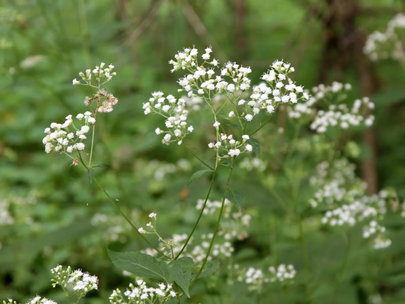 White Snakeroot (Ageratina Altissima) — Space plants approximately 18-24 inches apart for a lush display; informing the client of the potential, image 50
