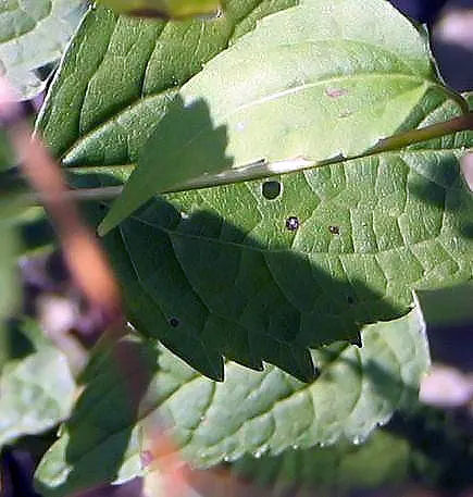 White Snakeroot (Ageratina Altissima) — The plant can spread vigorously, so periodic division may be necessary to control its growth