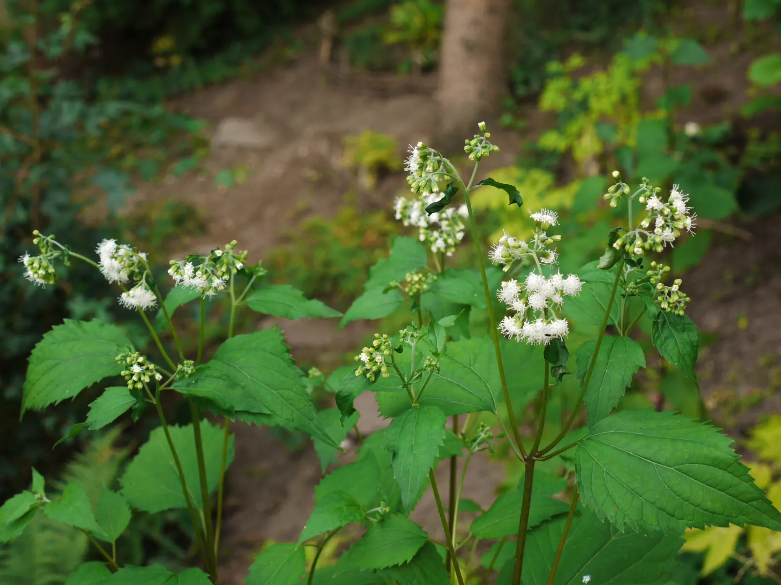 White Snakeroot (Ageratina Altissima) — Informing the client of the potential toxicity is crucial