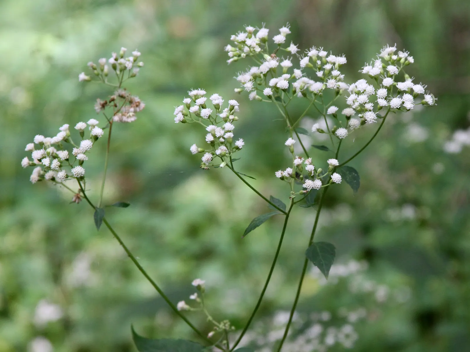 White Snakeroot (Ageratina Altissima) — commonly referred to as White Snakeroot; reaching 3-5 feet in height