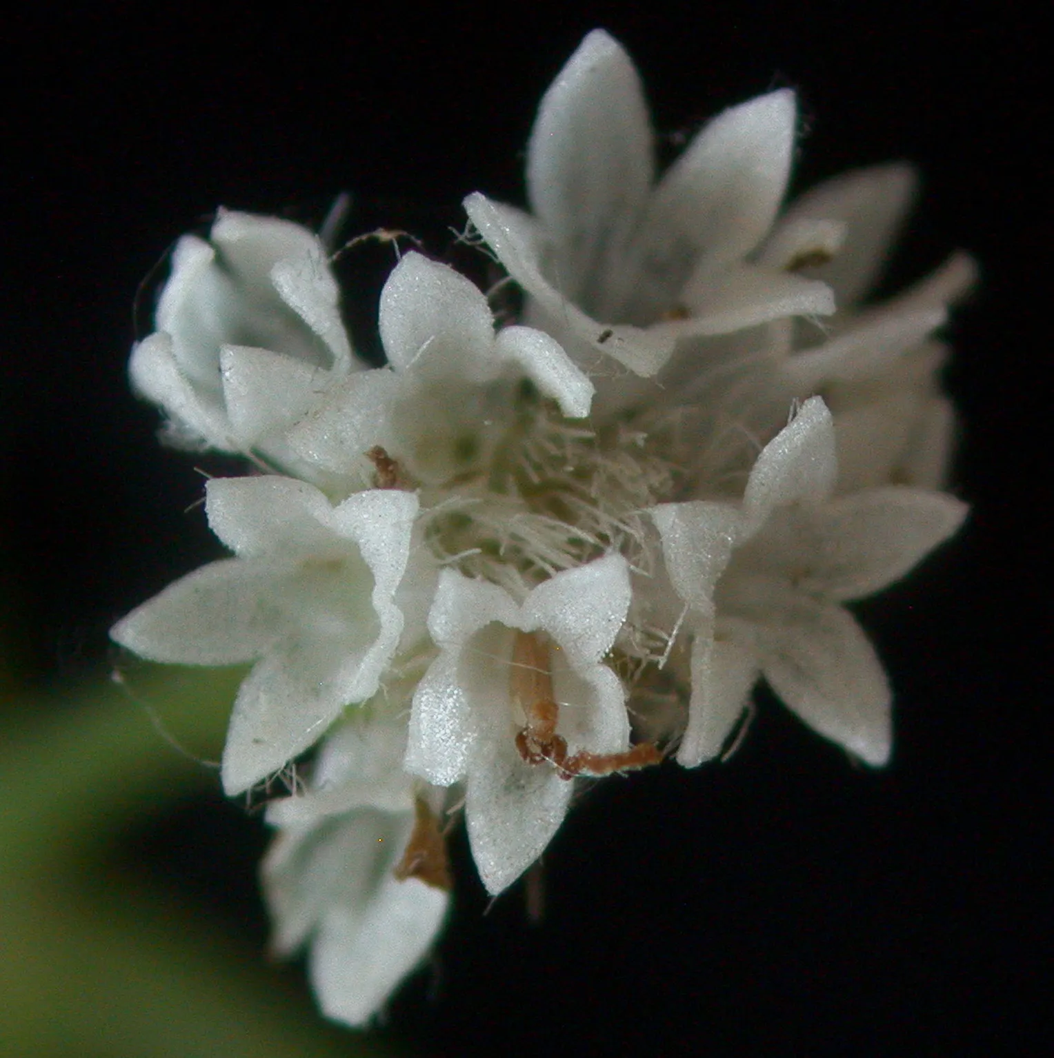 White Snakeroot (Ageratina Altissima) — reaching 3-5 feet in height; making it an excellent understorey component or a component for areas with, image 46