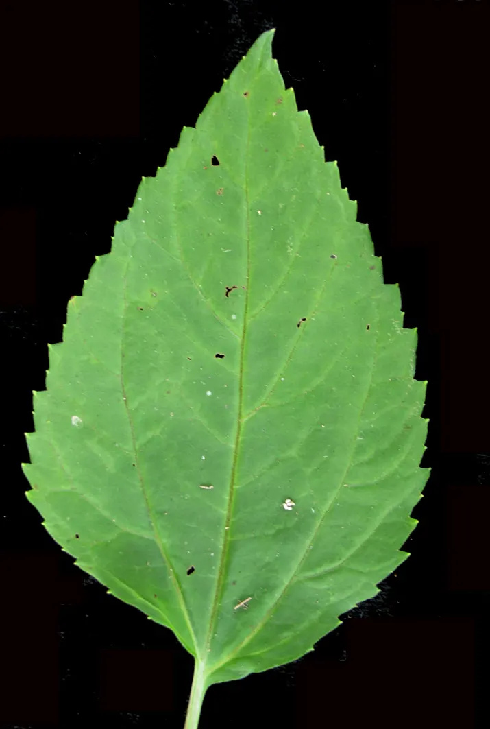 White Snakeroot (Ageratina Altissima) — The plant can spread vigorously, so periodic division may be necessary to control its growth; each flower, image 62