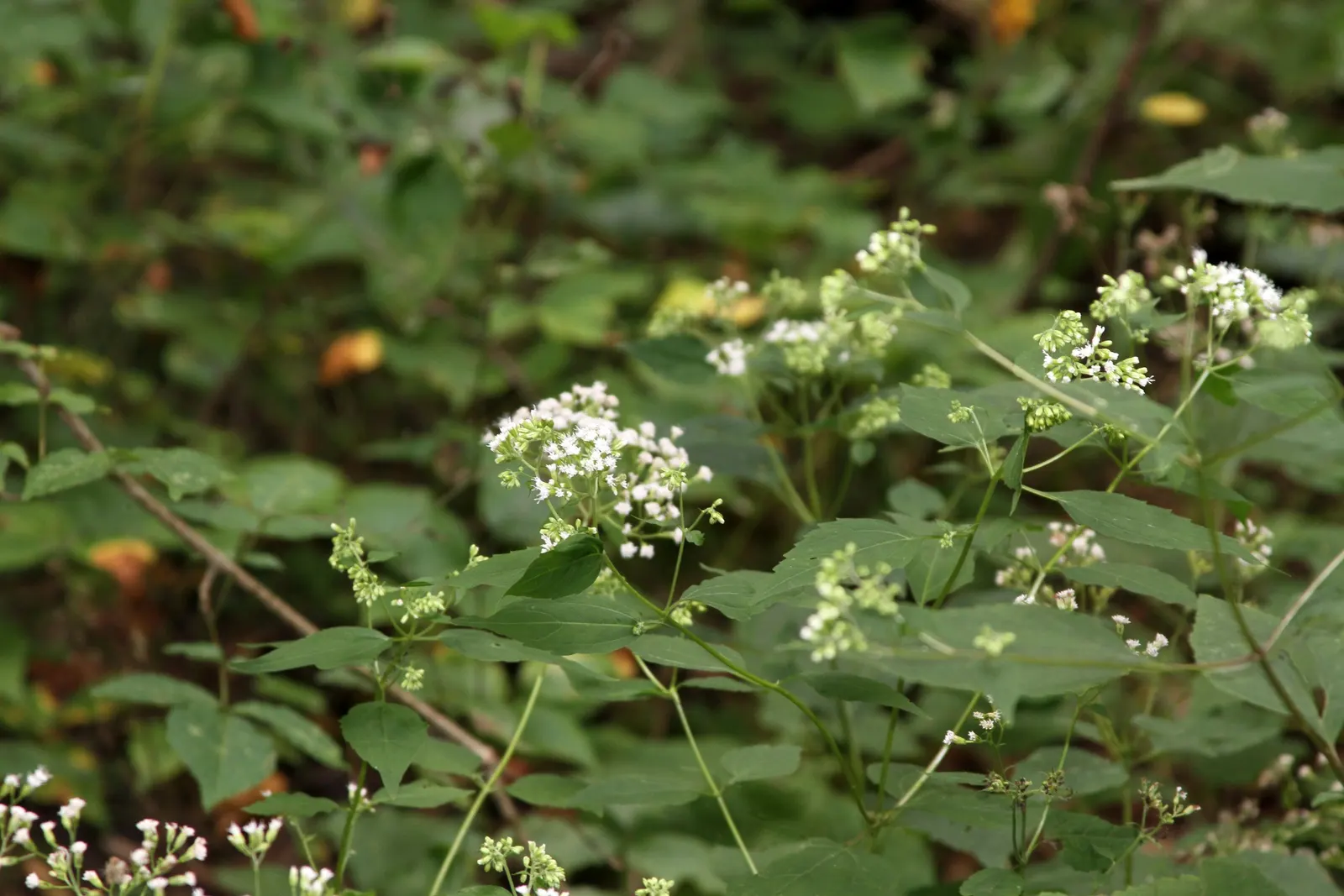 White Snakeroot (Ageratina Altissima) — Informing the client of the potential toxicity is crucial; space plants approximately 18-24 inches apart, image 83