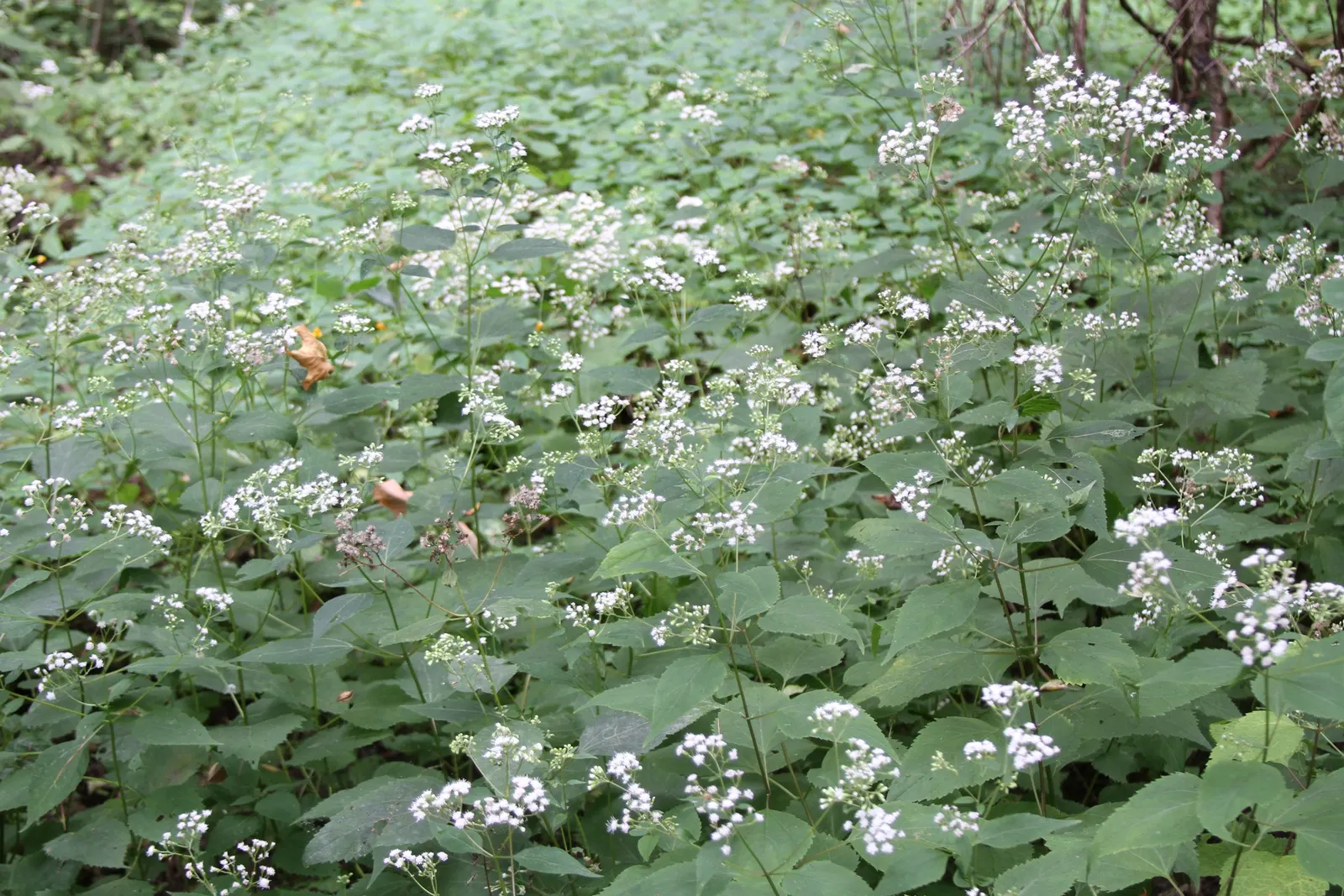 White Snakeroot (Ageratina Altissima) — Space plants approximately 18-24 inches apart for a lush display