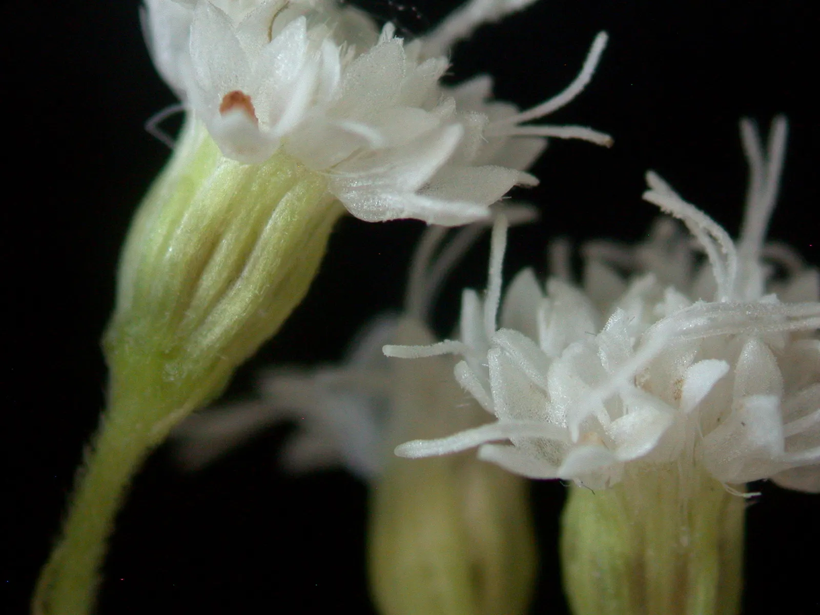 White Snakeroot (Ageratina Altissima) — White Snakeroot (Ageratina altissima) is a perennial herb that thrives in partial shade