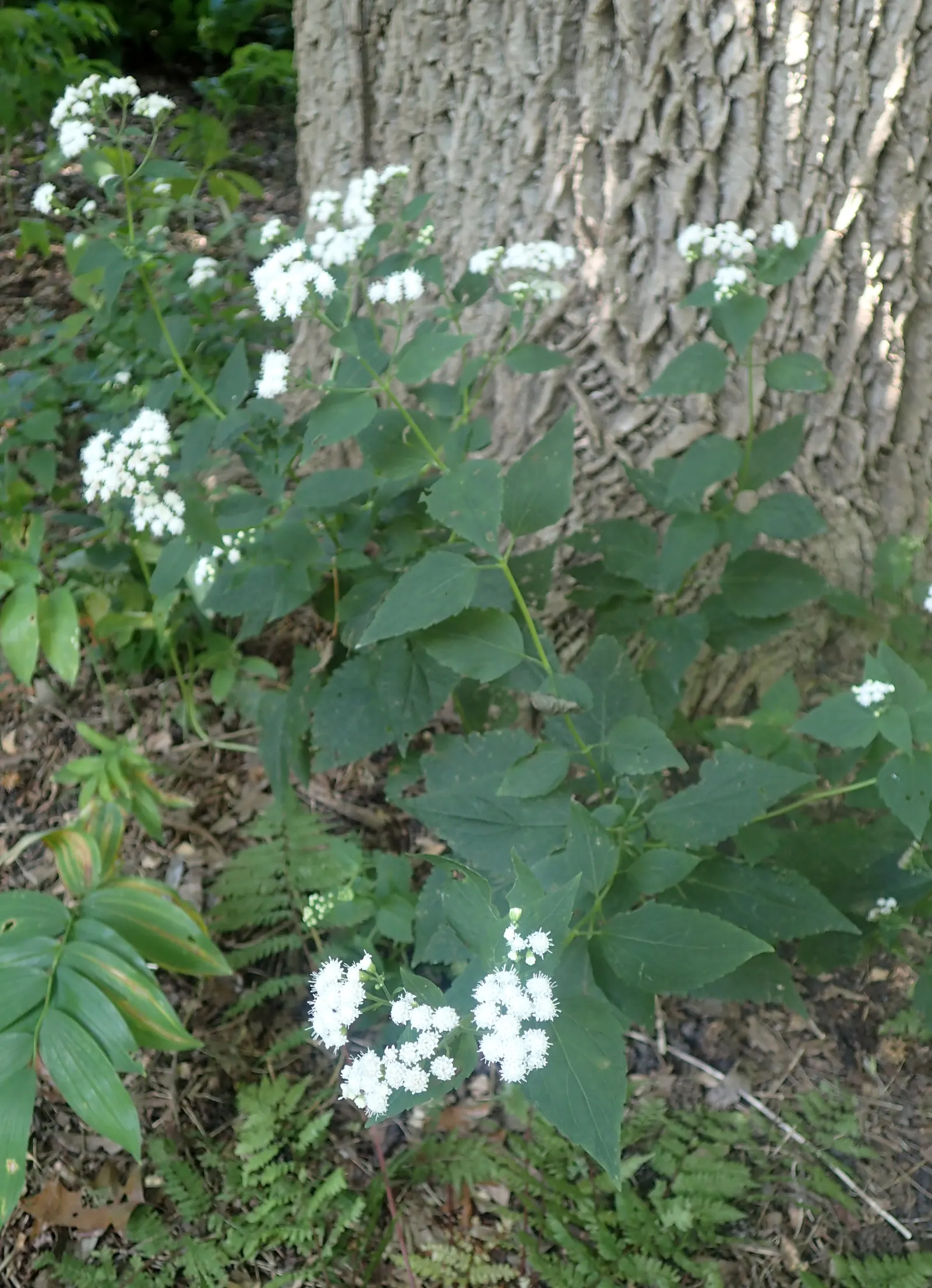 White Snakeroot (Ageratina Altissima) — growing to a height of about 3 to 5 feet with a similar spread; white Snakeroot (Ageratina altissima) is a, image 98