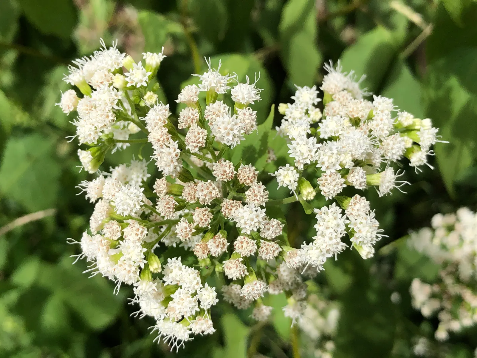 White Snakeroot (Ageratina Altissima) — reaching 3-5 feet in height; making it an excellent understorey component or a component for areas with dappled sunlight