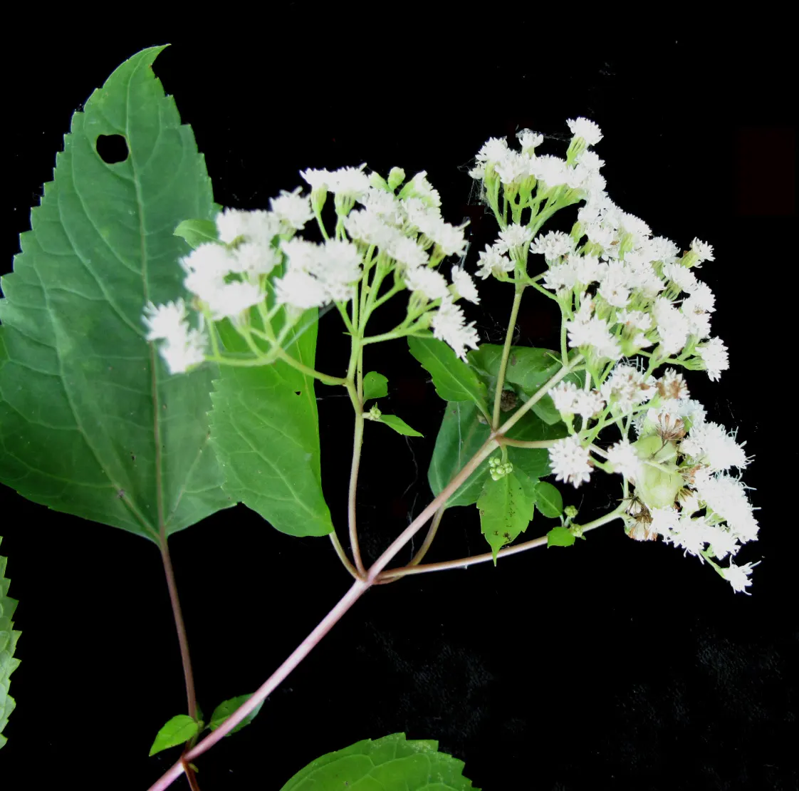White Snakeroot (Ageratina Altissima) — Each flower head is relatively tiny; perennial for half