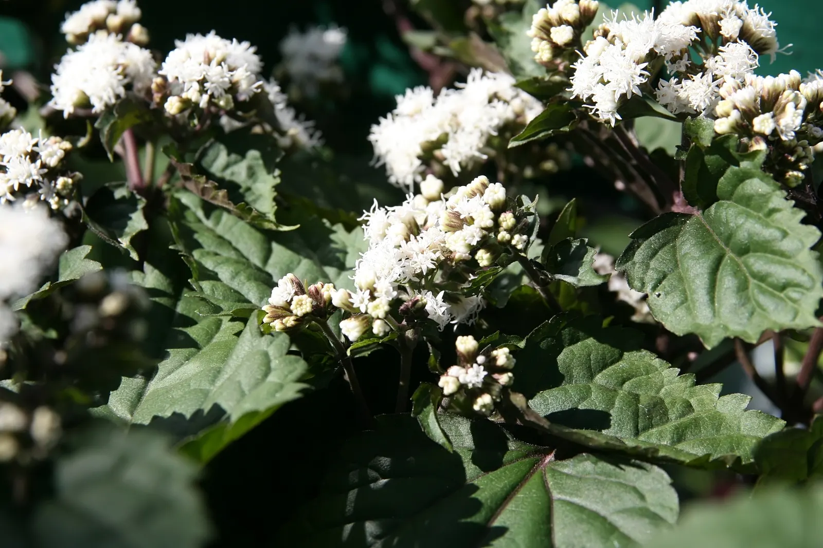 White Snakeroot (Ageratina Altissima) — they create a dramatic effect.<br><br>Care should be taken