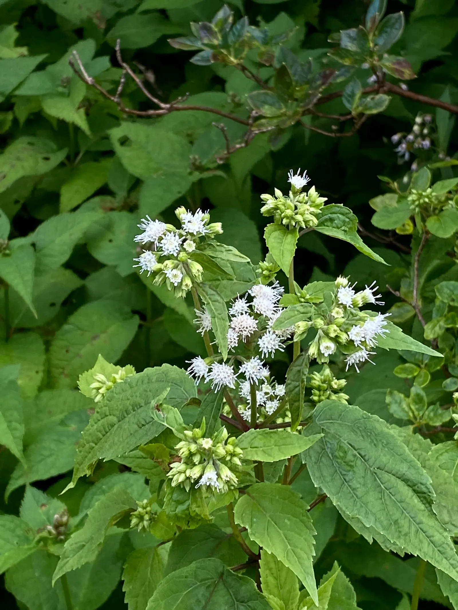 White Snakeroot (Ageratina Altissima) — they create a dramatic effect.<br><br>Care should be taken; commonly referred to as White Snakeroot, image 58