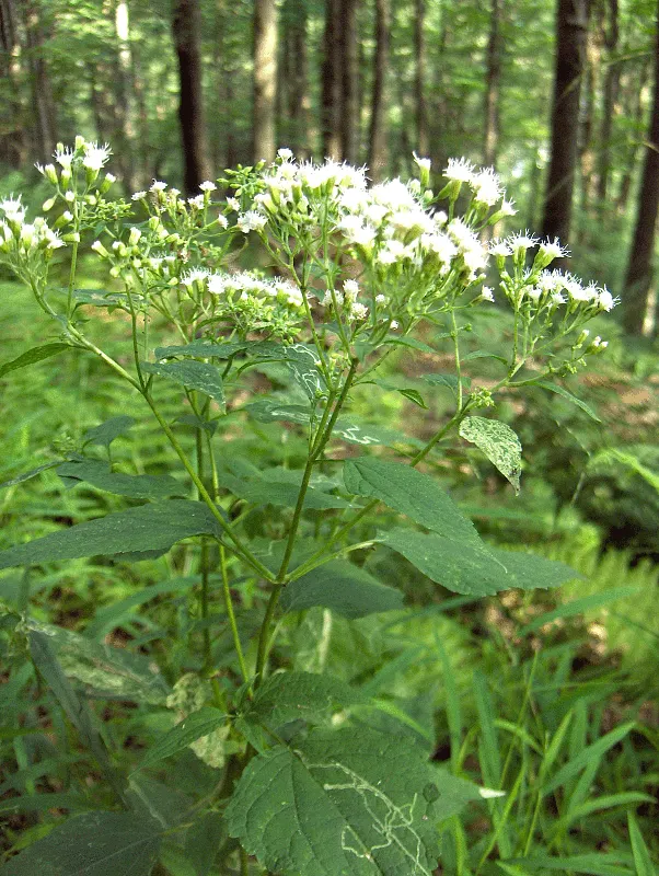 White Snakeroot (Ageratina Altissima) — growing to a height of about 3 to 5 feet with a similar spread