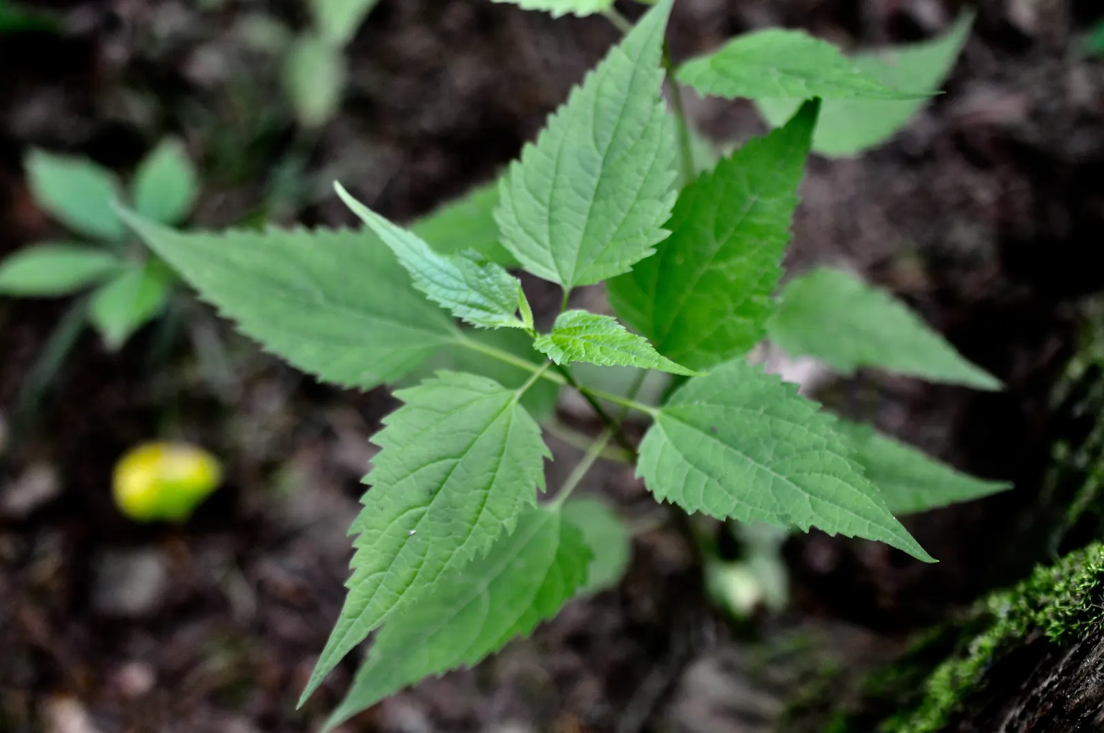 White Snakeroot (Ageratina Altissima) — perennial with white blooms; well-draining soils but demonstrates adaptability to a range of soil types, image 87