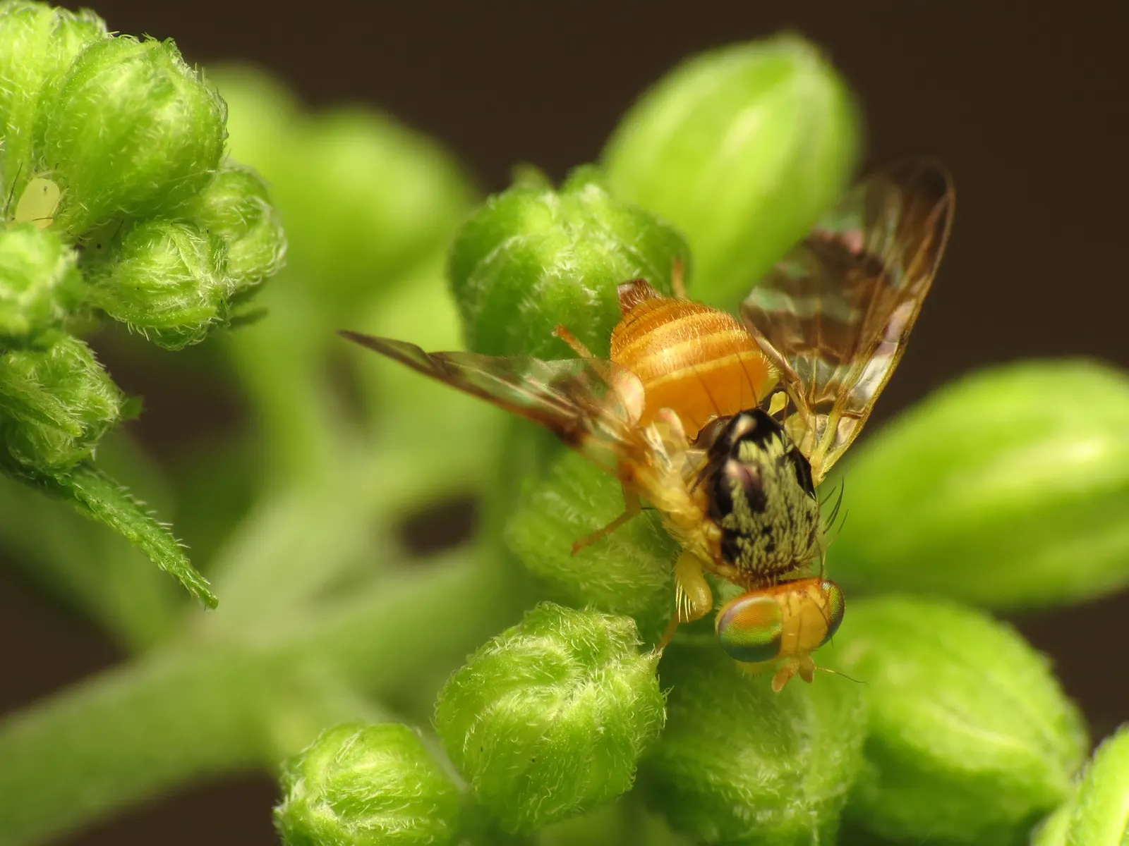 White Snakeroot (Ageratina Altissima) — The plant can spread vigorously, so periodic division may be necessary to control its growth; each flower head is