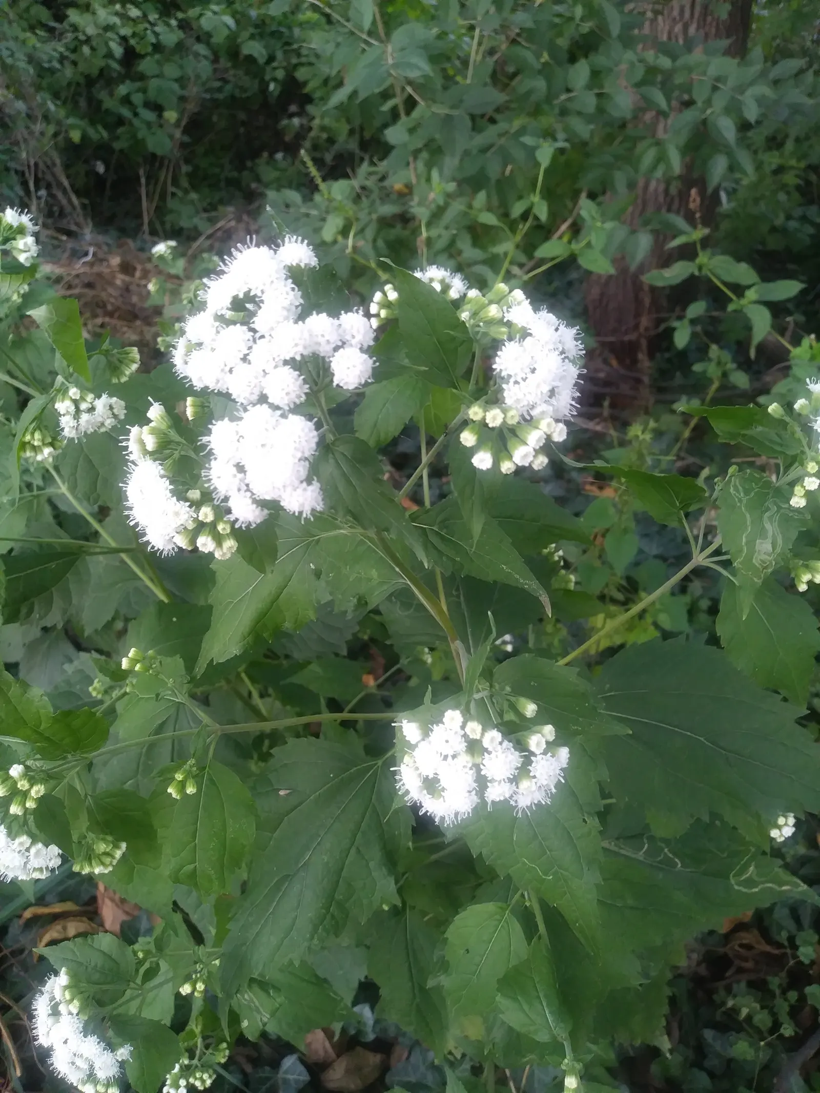 White Snakeroot (Ageratina Altissima) — The plant can spread vigorously, so periodic division may be necessary to control its growth; each flower, image 106