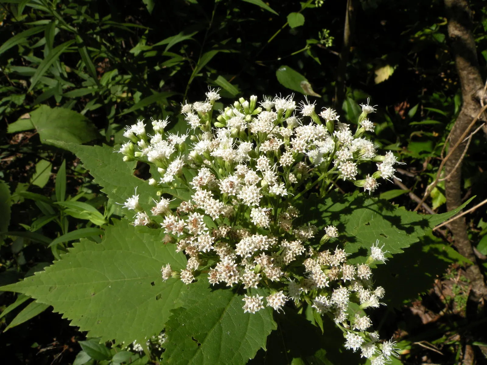 White Snakeroot (Ageratina Altissima) — Space plants approximately 18-24 inches apart for a lush display; informing the client of the potential toxicity is