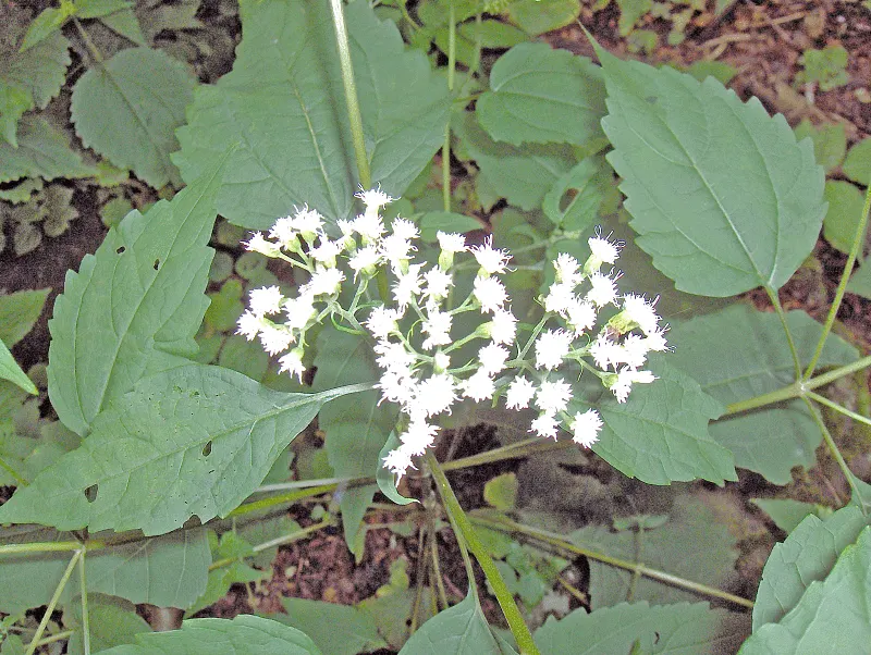 White Snakeroot (Ageratina Altissima) — Each flower head is relatively tiny; perennial for half, image 101