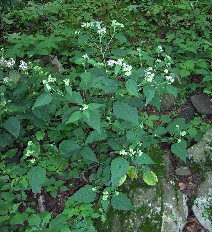 White Snakeroot (Ageratina Altissima) — Also, being a native species, it aids in fostering local biodiversity