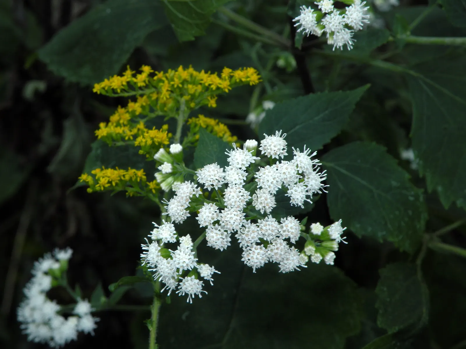White Snakeroot (Ageratina Altissima) — white flowers in the garden; it's a hardy choice that attracts pollinators while being wary around pets due, image 86