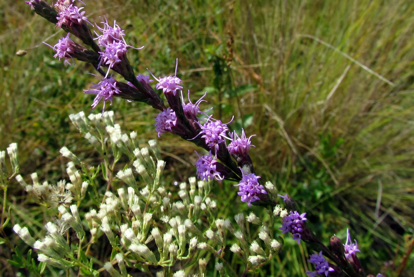 White Snakeroot (Ageratina Altissima) — growing to a height of about 3 to 5 feet with a similar spread; white Snakeroot (Ageratina altissima) is a perennial