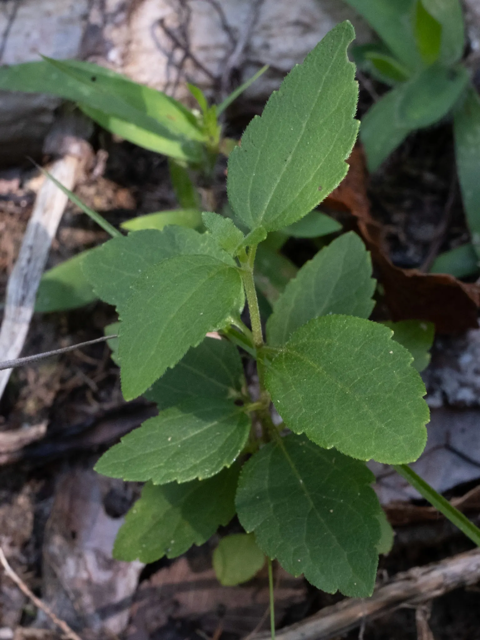 White Snakeroot (Ageratina Altissima) — Renowned for its late-summer bloom of fluffy white flower clusters; the plant can spread vigorously, so, image 91
