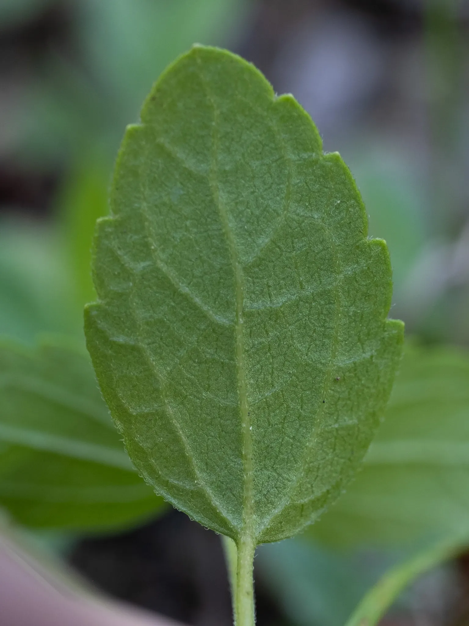 White Snakeroot (Ageratina Altissima) — Also, being a native species, it aids in fostering local biodiversity; white flowers in the garden, image 63